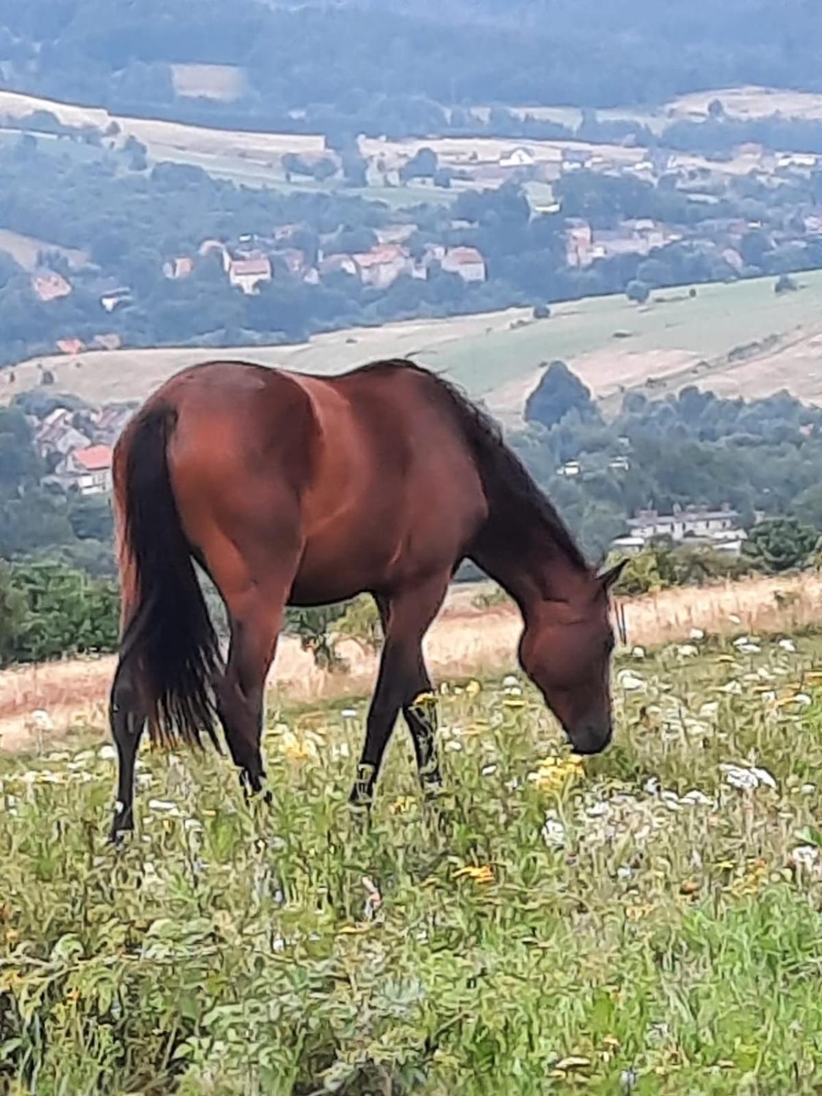 Domek Ostoja Lomnica  Extérieur photo